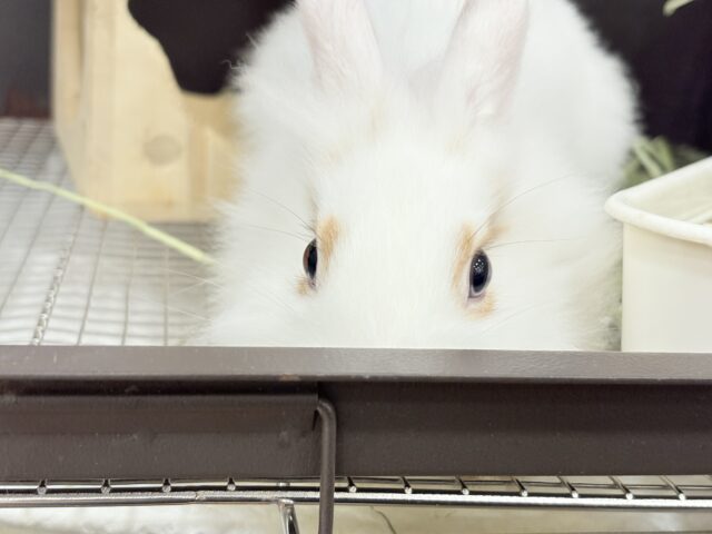 【最新画像更新🪄】もふもふの天使🧚ライオンラビット(ブロークン) 女の子 ライオンラビット