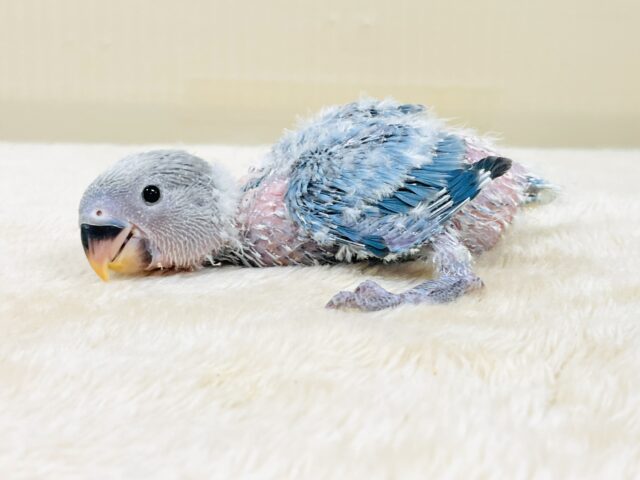 コザクラインコ（小桜インコ）