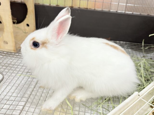 ライオンラビット