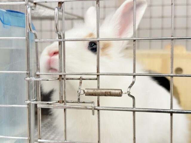 【最新画像更新🪄】もふもふの天使🧚ライオンラビット(ブロークン) 女の子 ライオンラビット