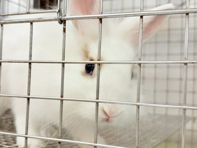 ライオンラビット