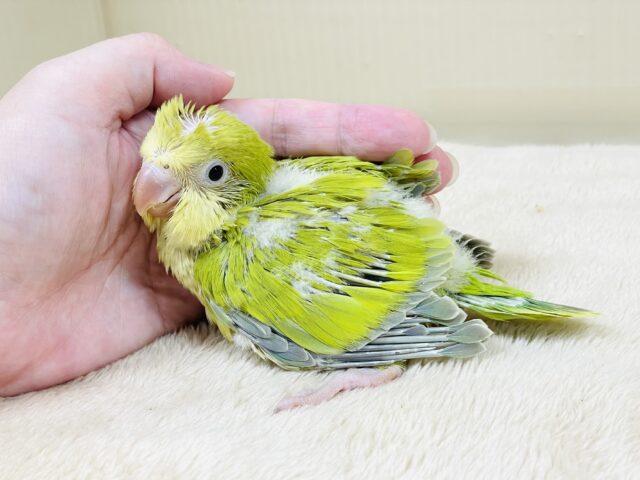 オキナインコ