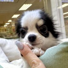 将来はイケメンになる予感😻⭐️ロングチワワ男の子