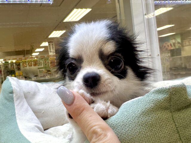 将来はイケメンになる予感😻⭐️ロングチワワ男の子