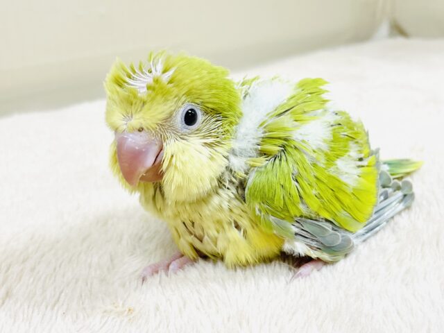 オキナインコ