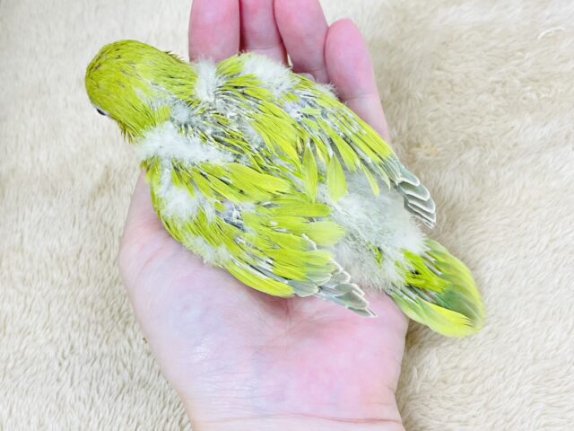オキナインコ