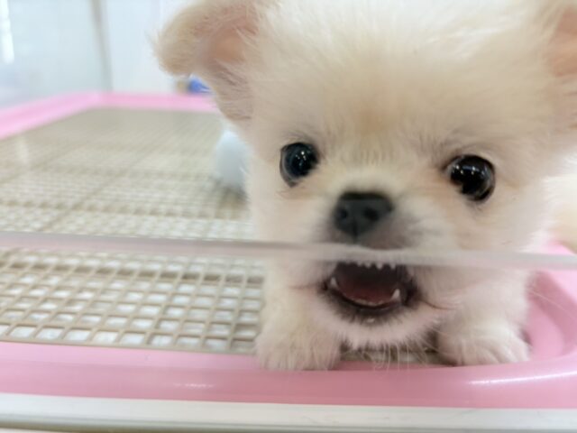 チワペキ（ペキチー、ペキチワ）