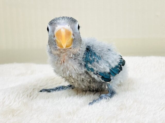 ブルーボタンインコ