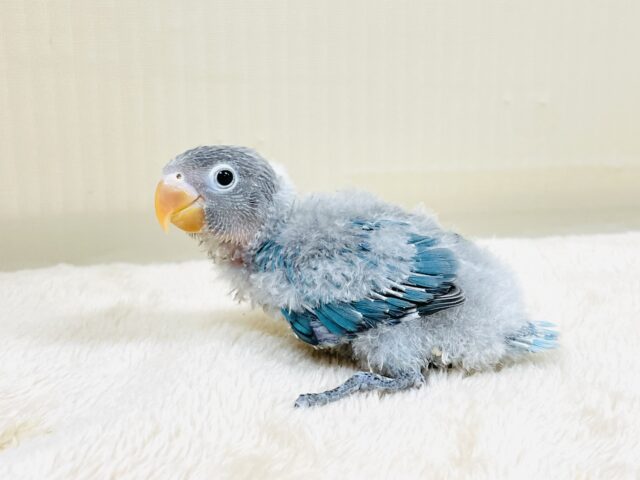 ブルーボタンインコ