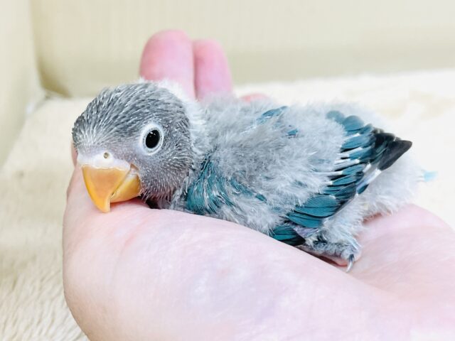 ブルーボタンインコ