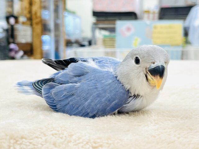 コザクラインコ（小桜インコ）