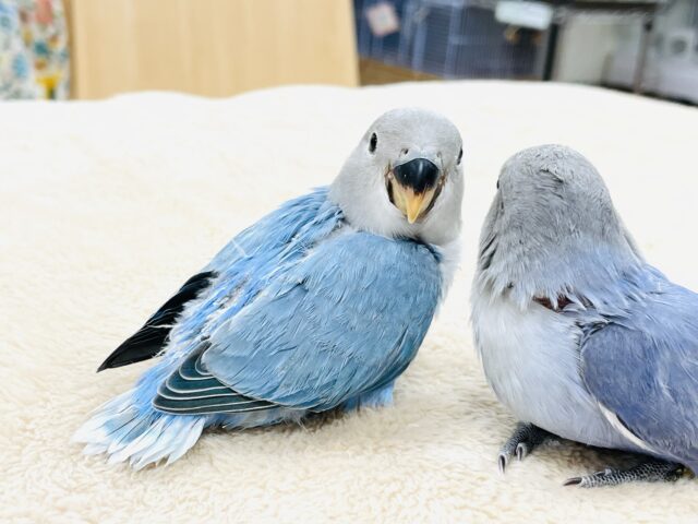 コザクラインコ（小桜インコ）