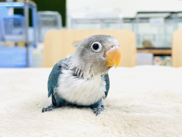 ブルーボタンインコ