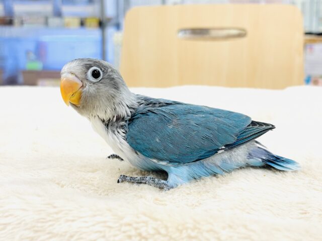 ブルーボタンインコ