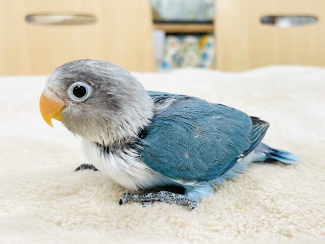 ブルーボタンインコ