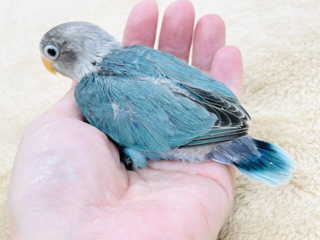 ブルーボタンインコ
