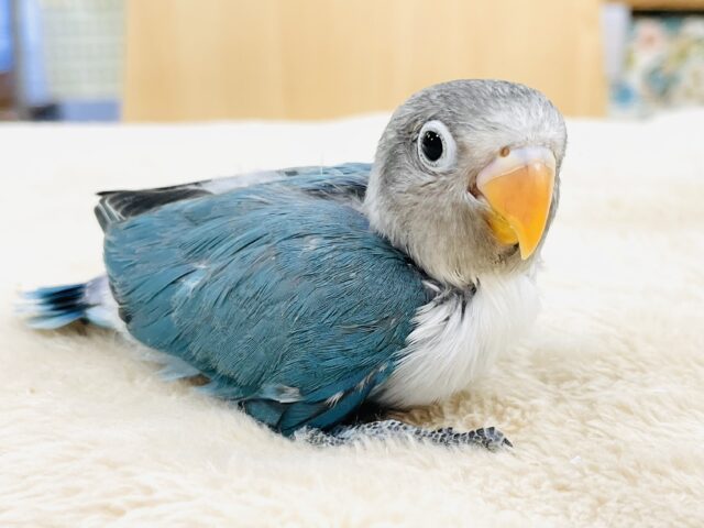 ブルーボタンインコ