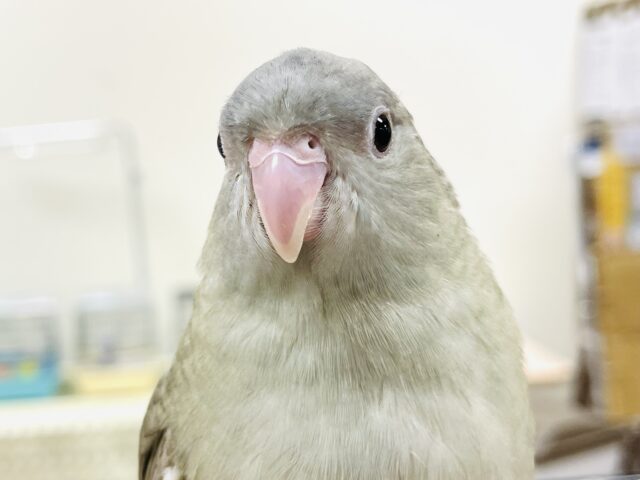 サザナミインコ