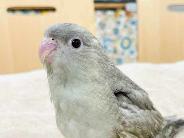 サザナミインコ