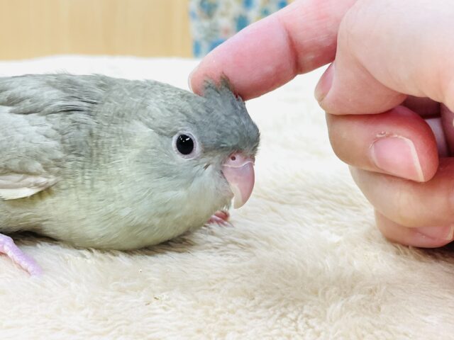 サザナミインコ