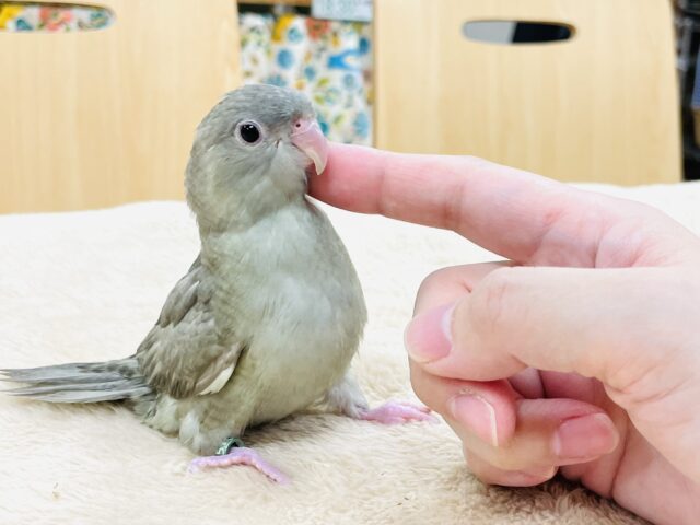 サザナミインコ