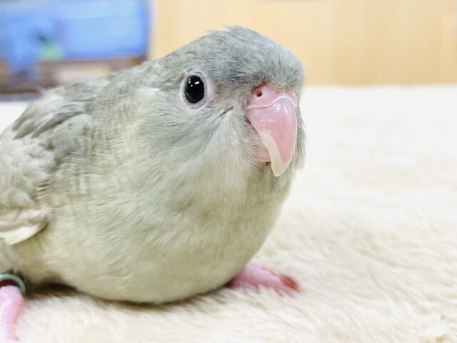 【最新画像】ぴーぽぽ！元気いっぱい！元気すぎるサザナミインコちゃん（モーブスパングル）ヒナ