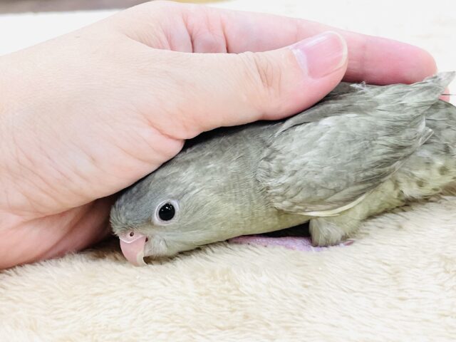 サザナミインコ