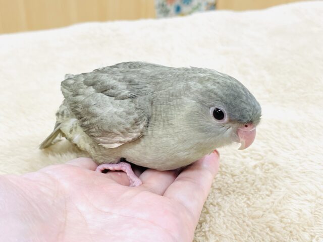 サザナミインコ