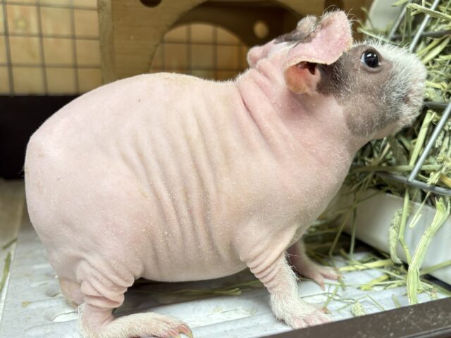 スキニーギニアピッグ