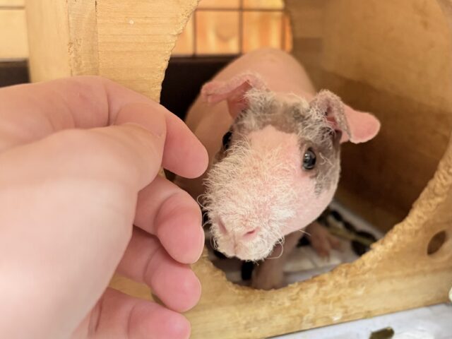 スキニーギニアピッグ