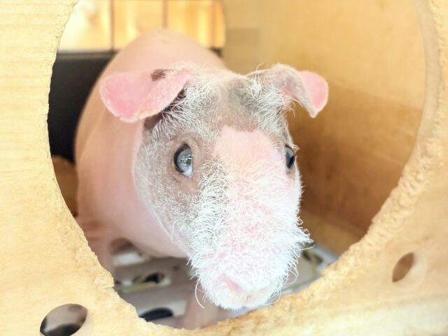 スキニーギニアピッグ