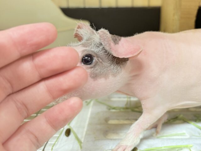 スキニーギニアピッグ