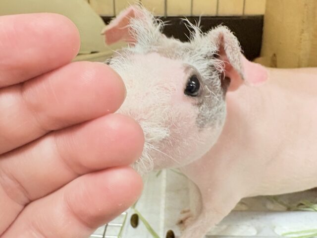 スキニーギニアピッグ