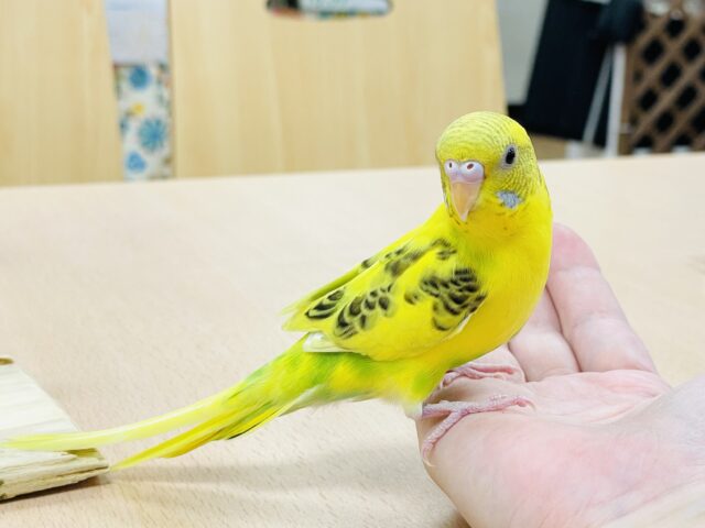 セキセイインコ
