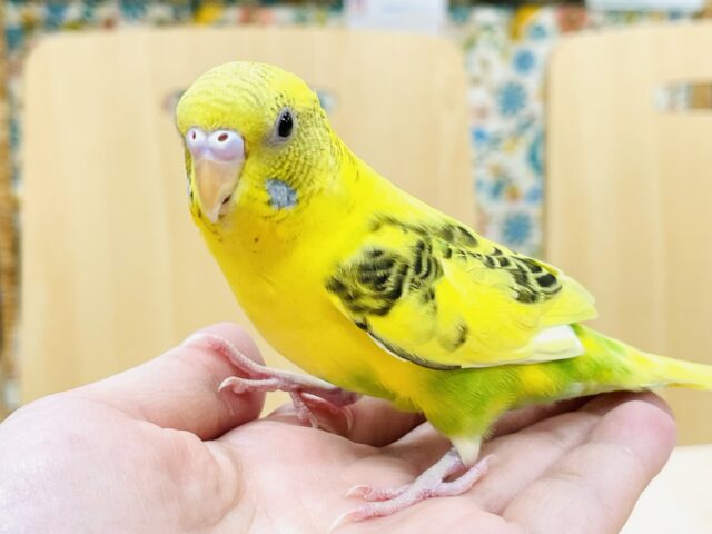 【最新画像】元気いっぱい成長中のセキセイインコちゃん❣️(黄ハルクイン)(ヒナ)