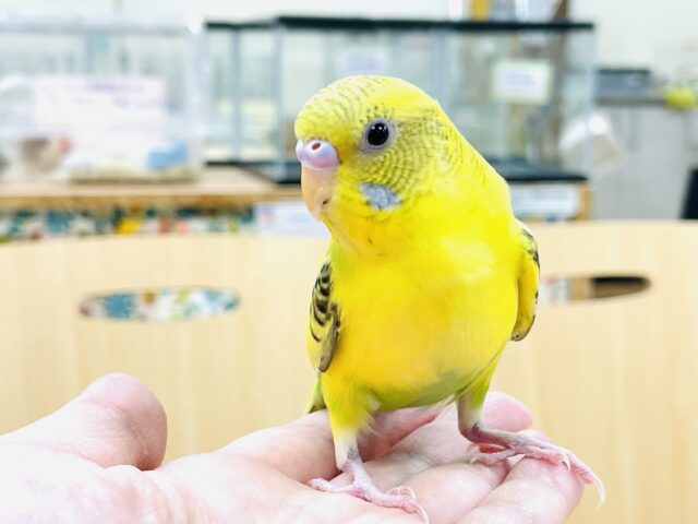 セキセイインコ