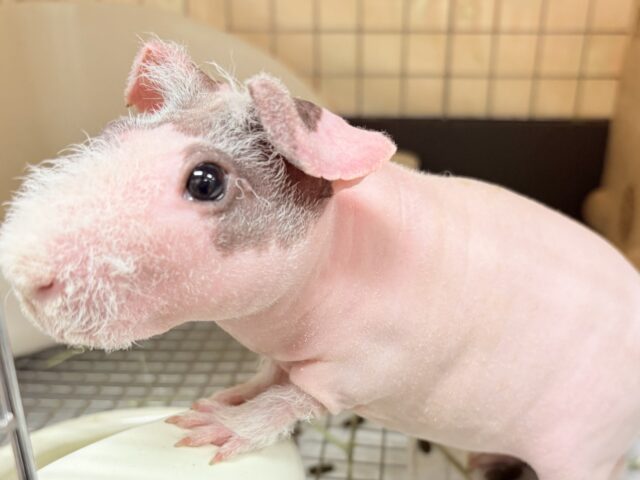 スキニーギニアピッグ