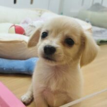 ちびっこだけど愛情はでっかいどぉ〜♥ミックス犬くん(チワワ×ダックスフンド)