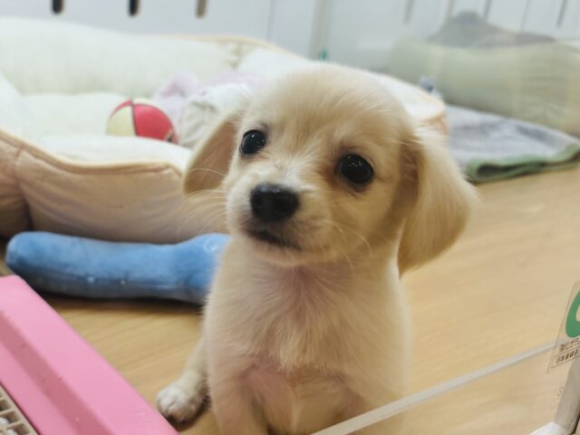 ちびっこだけど愛情はでっかいどぉ〜♥ミックス犬くん(チワワ×ダックスフンド)