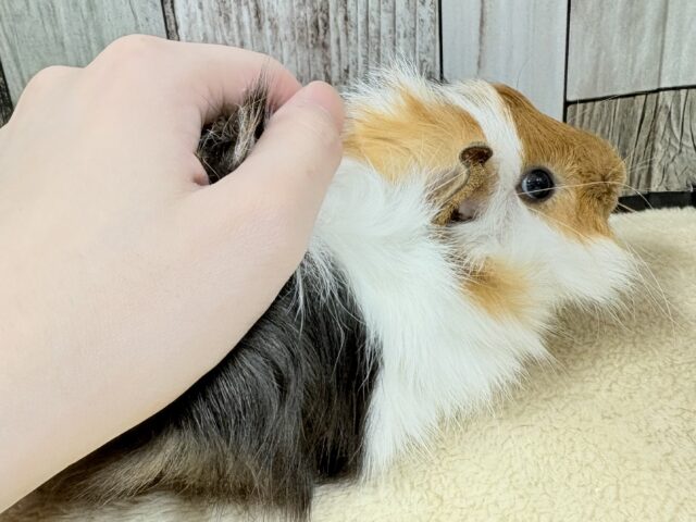 アビシニアンモルモット