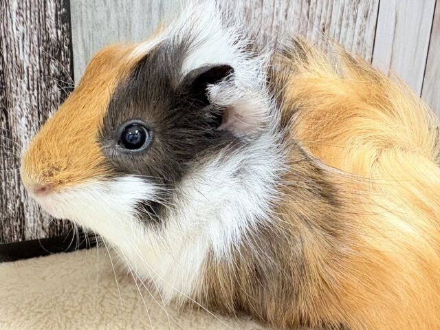 アビシニアンモルモット