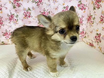 〇〇が大好物なの♥　チワワの女のコ入舎しました