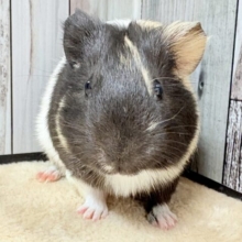 さらっさらのおしゃれカラー✨イングリッシュモルモットちゃん❣️