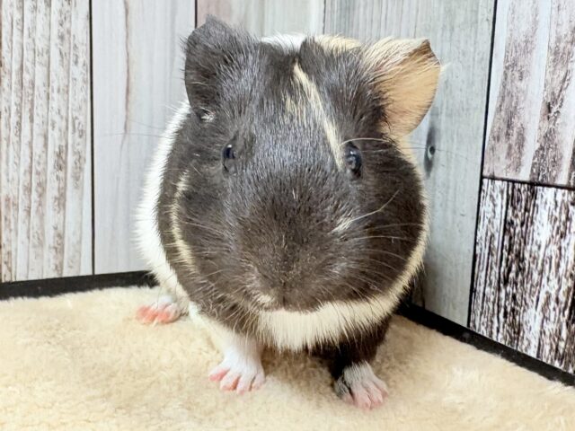 さらっさらのおしゃれカラー✨イングリッシュモルモットちゃん❣️