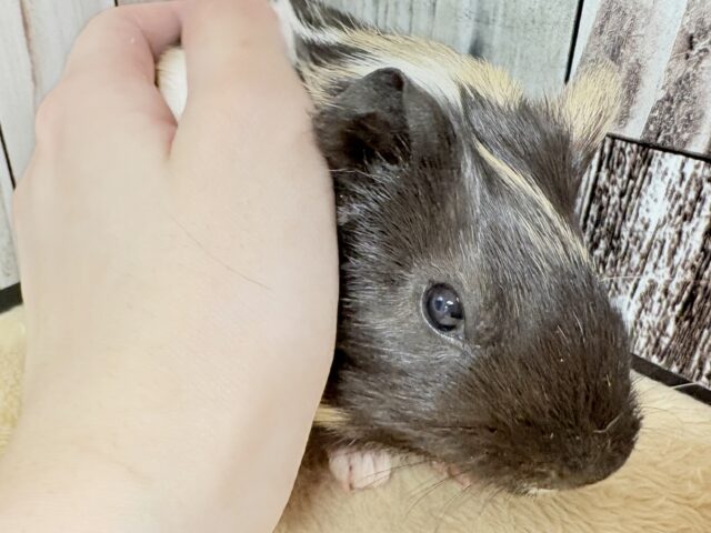 イングリッシュモルモット