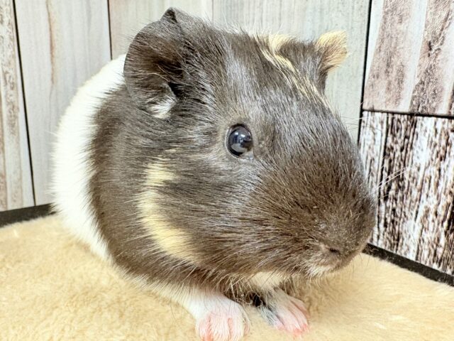 イングリッシュモルモット