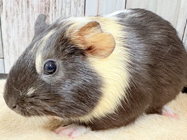 イングリッシュモルモット