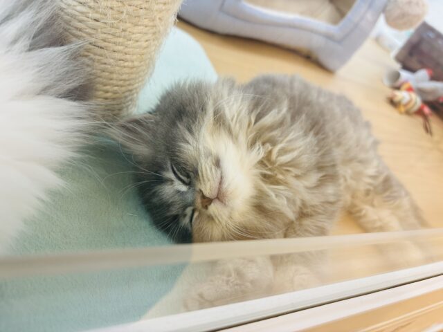 スコティッシュフォールド