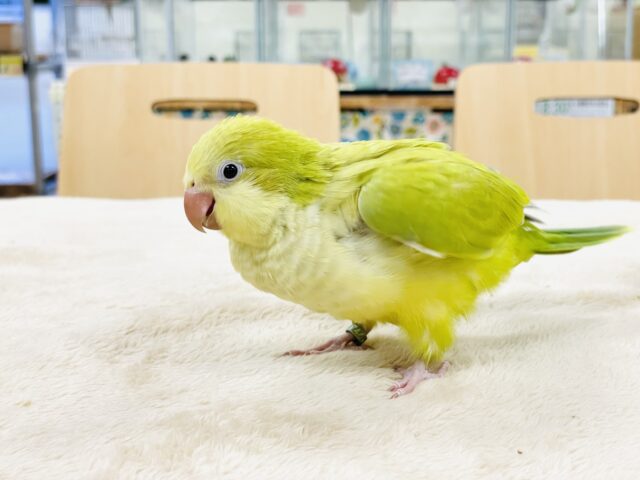 オキナインコ