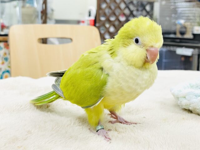 オキナインコ
